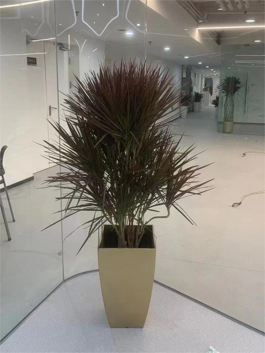 北京辦公室綠植租擺公司